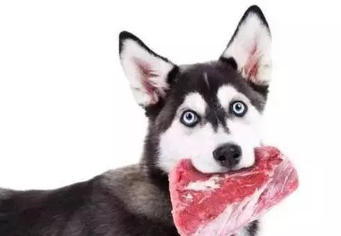 超危险的8种食物，狗狗千万不能吃