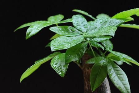 发财树小盆栽怎么养？